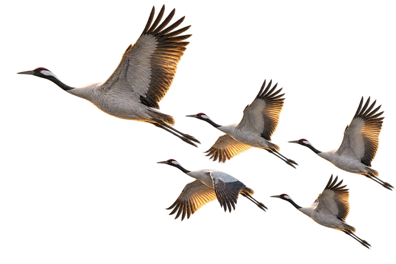 A lead bird rising with four birds alongside it, representing an ambition supported by a team.